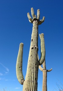 Cactus_CCSearchNetMedia