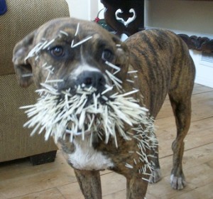 Dog_meets_porcupine_CCdaisyelaine