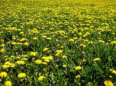 dandelions