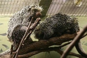 porcupine_mates_CCcliff1066