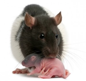 rat-grooming-baby